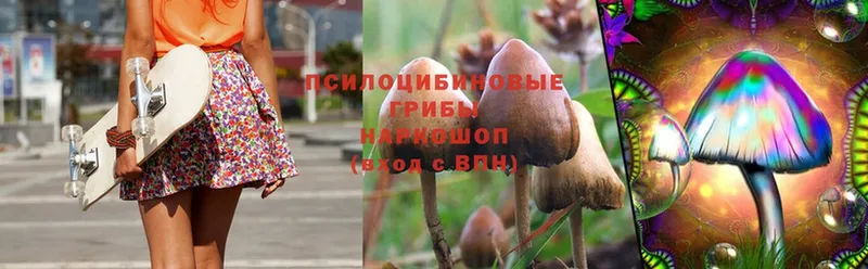 Псилоцибиновые грибы Psilocybe Новое Девяткино